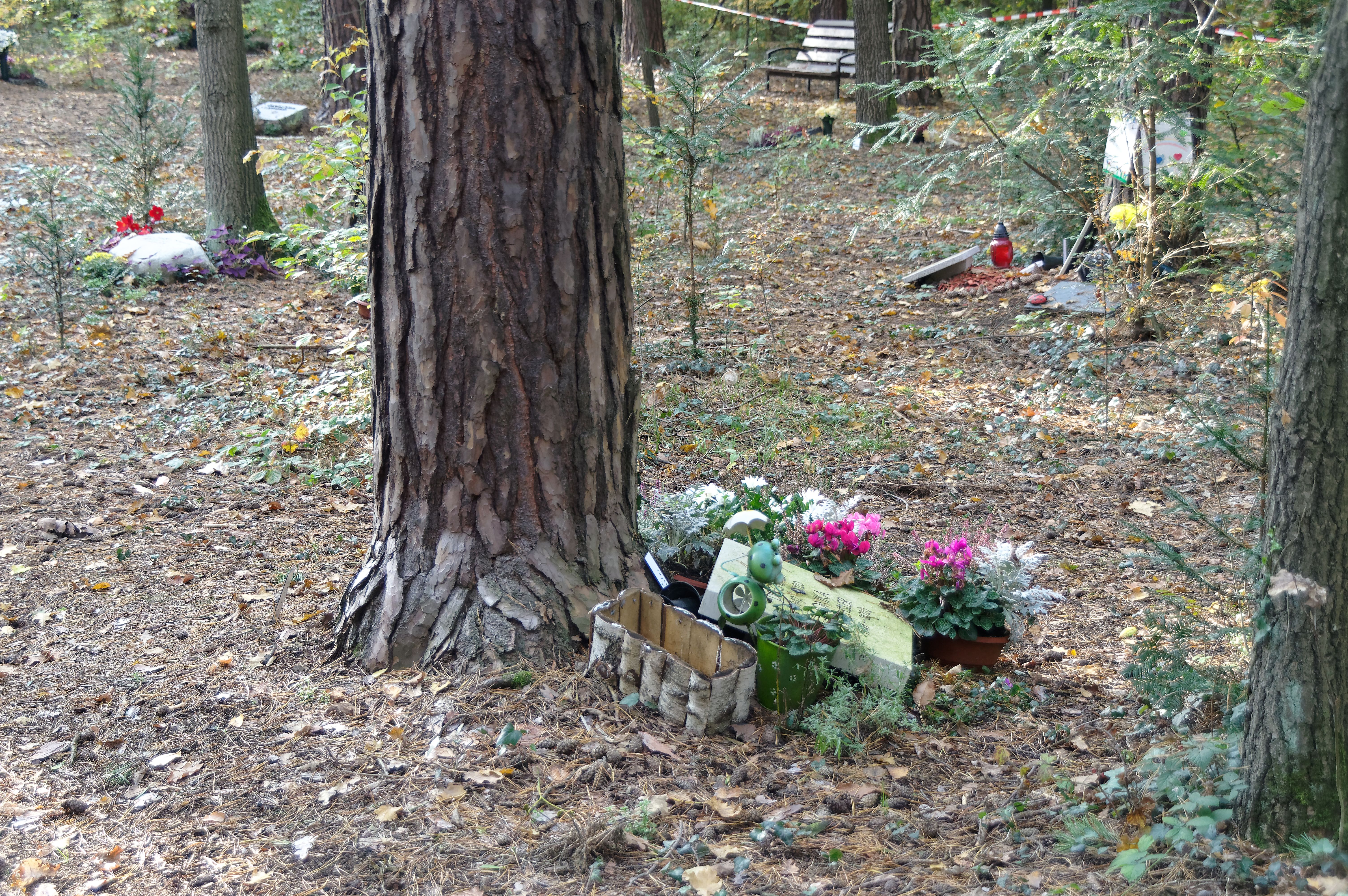 Urnengräber im Wald auf dem Heidefriedhof Dresden